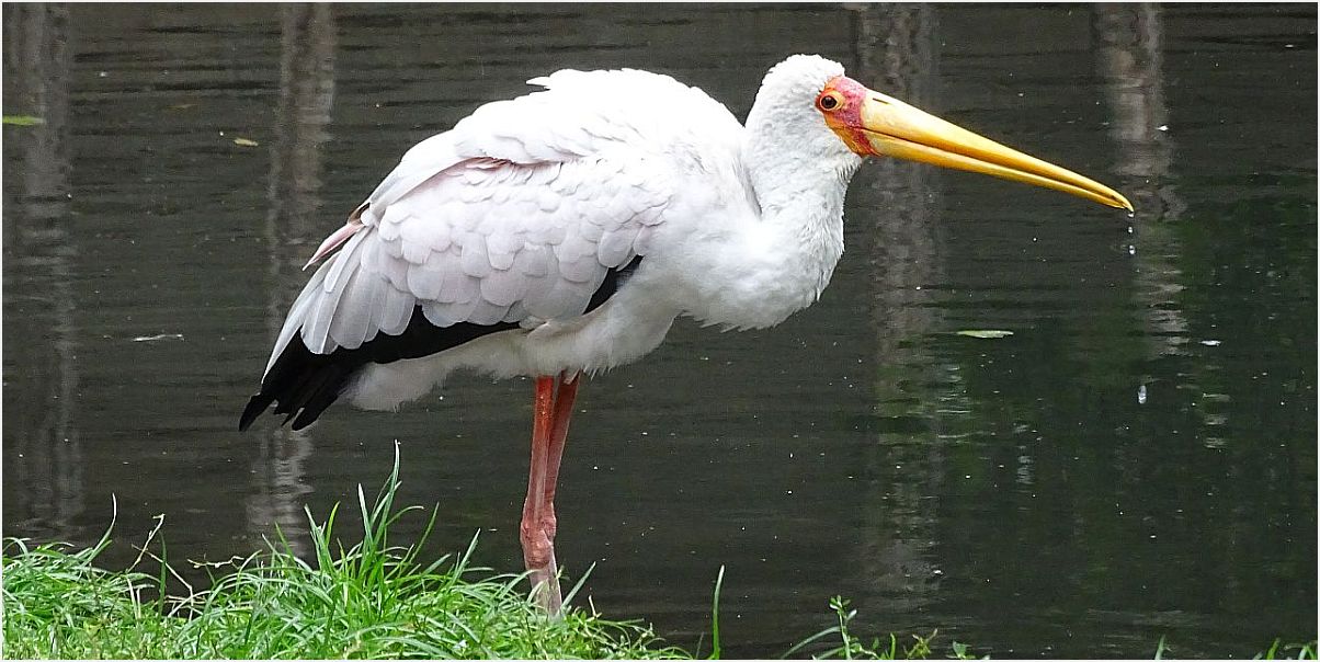 Storch